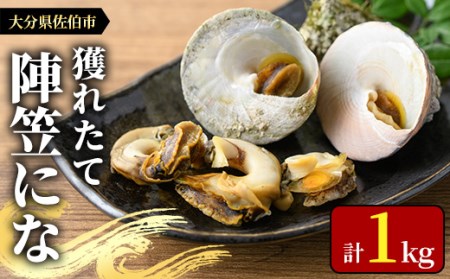 [お試し用]陣笠にな (約1kg) 魚介 貝 にな ニナ 酒蒸し 網焼き バター焼き バーベキュー 獲れたて 冷蔵 海の直売所 大分県 佐伯市[AS125][海べ (株)]