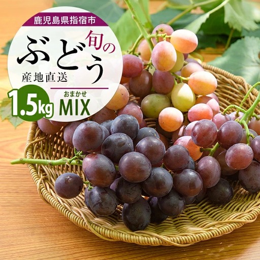 2026年7月上旬〜順次発送 迫田果樹園のぶどう 指宿産ぶどうのおまかせミックスセット約1.5kg 迫田果樹園 IB064-002 ぶどう ぶどう