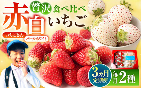 【先行予約 2027年2月～発送】【3回定期便】食べ比べ！いちごさん＆パールホワイト定期便 各220g/回 いちご IBG013