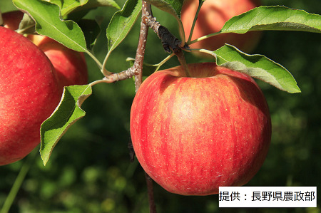【9月中旬発送予定】長野生まれの新品種 シナノドルチェ 1箱(5㎏) 003-004