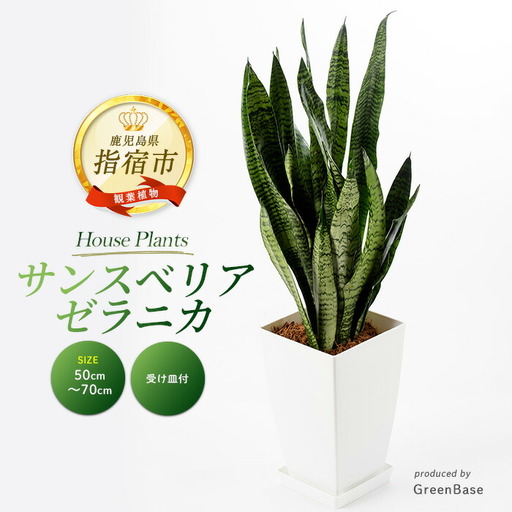 2026年3月上旬〜発送[観葉植物]サンスベリア・ゼラニカ 50cm〜70cm Green Base IB003-011 観葉植物 ※北海道・沖縄・離島配送不可