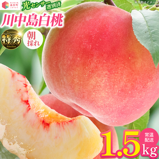 もも【川中島白桃・2026年産】特秀1.5kg　桑折町産　JAふくしま未来　桃　献上桃の郷　【07301-0138】