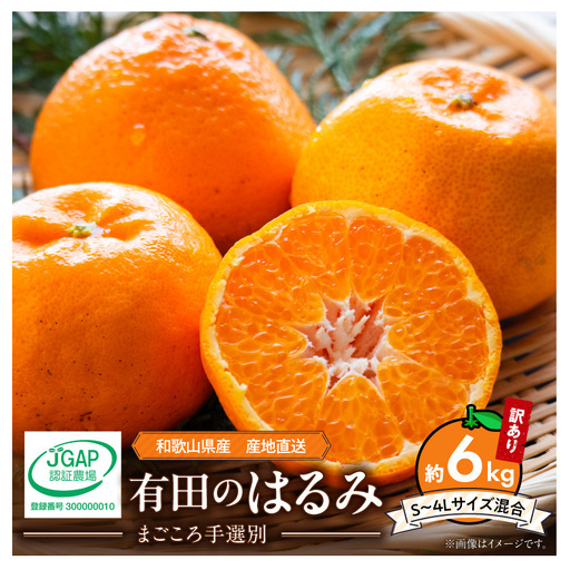 【2027年先行予約】和歌山県産 有田の はるみ 【訳あり 家庭用】 約6kg (S～4Lサイズ混合)_ZE6353n