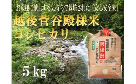 令和5年産 越後菅谷殿様米 5㎏　【 新潟県産 新発田産 米 5kg 越後菅谷 殿様米 コシヒカリ D05_02 】