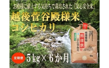 【定期便】 令和5年産 越後菅谷殿様米 5㎏×6ヵ月　【 新潟県 新潟産 新発田産 米 コシヒカリ 特別栽培米 越後菅谷米販売 5kg 6ヵ月 定期便 殿様 数量限定 D16_01 】