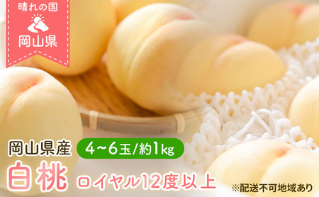 桃 2026年 先行予約 岡山 白桃 ロイヤル 4～6玉 約1kg JA おかやま のもも（早生種・中生種） もも モモ 岡山県産 国産 フルーツ 果物 ギフト 
