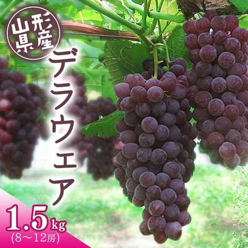 令和8年産 あまーいJAの種無しぶどう「デラウェア」1.5kg (8 - 12房) 山形県産 [2026年7月下旬頃から8月中旬頃発送予定] ※配送不可 沖縄・離島