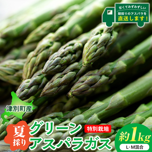 【R8年産】アスパラガス（夏採り）特別栽培 約1kg 細川農園 | グリーンアスパラ グリーンアスパラガス アスパラ 野菜 春野菜 朝採れ 新鮮 極太 サラダ 天ぷら 炒め物 旬 特産 産地直送 北海道 津別町 送料無料