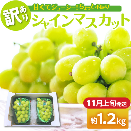 [2026年11月上旬発送] [訳あり] シャインマスカット 1.2kg 家庭用 青森