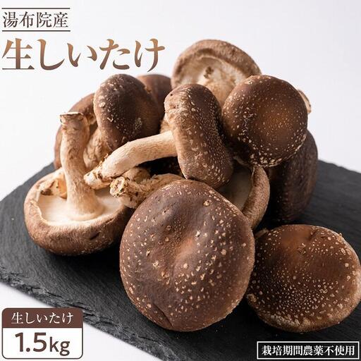 [全国銅賞受賞]湯布院産 生しいたけ 大きめ1.5kg|栽培期間農薬不使用 | 生しいたけ