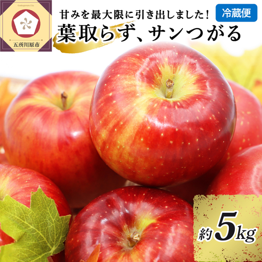[9月発送] りんご 5kg 葉とらず サンつがる 青森県産 りんご