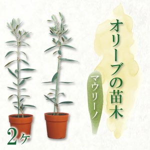 オリーブ 苗木 2本 セット マウリーノ 植物 鉢植え 植物