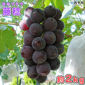予約受付＜旬のブドウ 西予市産 藤稔 約2kg＞ 果物 フルーツ ぶどう 葡萄 ふじみのり あっさり 黒系 食べやすい おいしい 大粒 期間限定 季節限定 食べて応援 特産品 愛媛県 西予市【冷蔵】『2026年8月中旬から8月末迄に順次出荷予定』URK0007