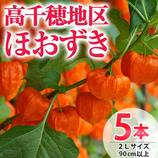 ＜先行予約受付中！2026年8月中旬までに発送予定＞＜数量限定・期間限定＞高千穂地区ほおずき(5本・2Lサイズ・90cm以上) 花 生花 フラワー 切り花 鬼灯 ホオズキ お盆【NK008】【宮崎県農業協同組合　高千穂地区本部】
