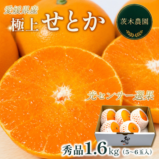 【せとか】【2月下旬から発送】 茨木農園の極上せとか（約1.6kg・5～6個）