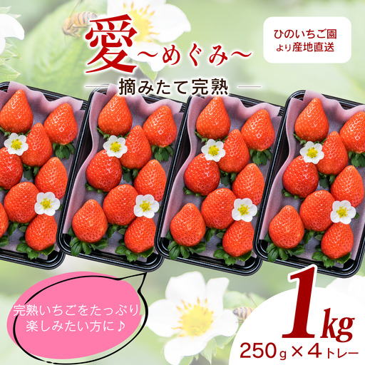 いちご 摘みたて完熟「愛～めぐみ～」（約250ｇ×4トレー）11月下旬~4月発送