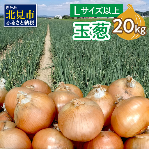 [予約:2026年11月から順次発送]玉葱 20kg Lサイズ以上 ( 玉ねぎ たまねぎ 野菜 20キロ 期間限定 ふるさと納税 玉ねぎ生産量日本一 北見市産 )[148-0007-2026]
