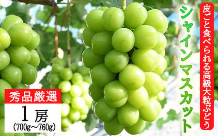秀品厳選!シャインマスカット1房ギフト化粧箱入 [952]