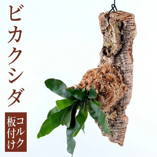 観葉植物 ビカクシダ 板付け (コルク) コウモリラン 観葉植物 シダ植物 [kurk PLANT LEATHER]