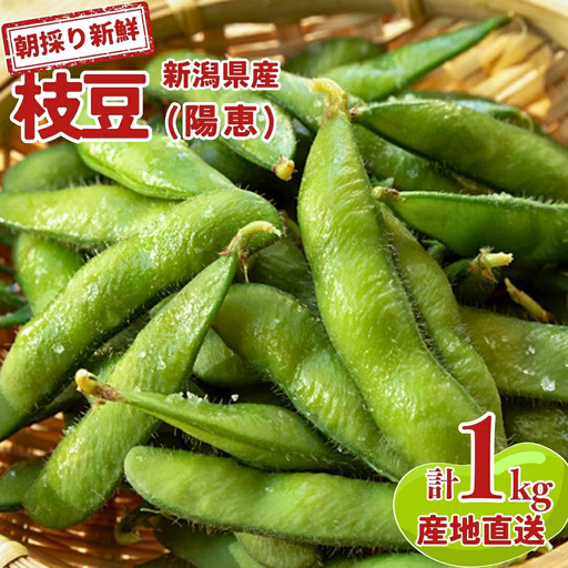 枝豆 陽恵 1kg 新潟県産 枝玉 堀川農園