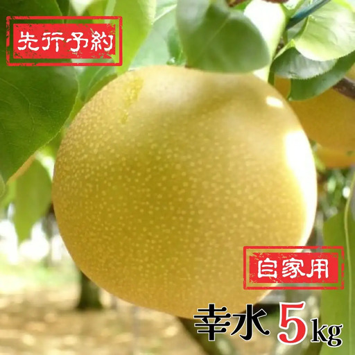 先行予約 和梨 幸水 自家用 5kg [8月下旬~順次発送予定] 訳あり 新潟県産 幸水 梨 [岩福農園] 