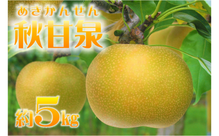 鳥取県産梨「秋甘泉(あきかんせん)」5kg