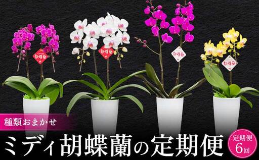 定期便 胡蝶蘭 [定期便6回]2ヶ月に1回 熊本県産 ミディ胡蝶蘭 [定期便6回]ミディ胡蝶蘭の定期便(2ヶ月に1回)