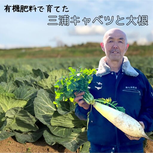 有機肥料 で 育てた キャベツ と 大根 セット M002-003 野菜 三浦野菜