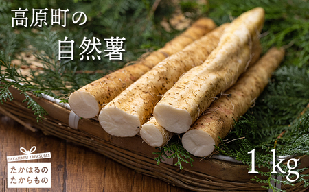 [先行受付]高原町の自然薯(1kg以上) 天然のむかごを種芋に使用! [野菜 山芋 やまいも じねんじょ ワンストップオンライン対応]