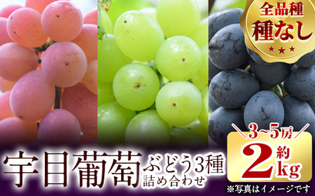 ＜先行予約受付中！2026年9月以降順次発送予定＞宇目葡萄 3種詰め合わせ(合計2kg・3-5房) 特産品 国産 ピオーネ 安芸クイーン ハニービーナス ぶどう 大分県 佐伯市【AY71】【さいき農林公社】