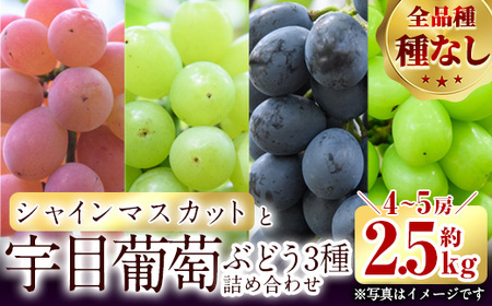 ＜先行予約受付中！2026年9月以降順次発送予定＞宇目葡萄 3種詰め合わせ＋シャインマスカット入り(合計2.5kg・4～5房) ピオーネ 安芸クイーン ハニービーナス ぶどう 種なし 大分県 佐伯市【AY72】【さいき農林公社】