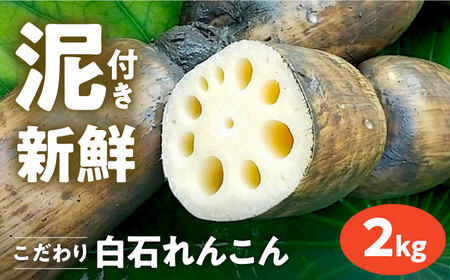 先行予約 2026年8月～発送 泥付きれんこん2kg / れんこん [IAW002]