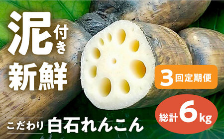 [先行予約 2027年1月〜発送] [3回定期便]れんこん 2kg×3回 れんこん