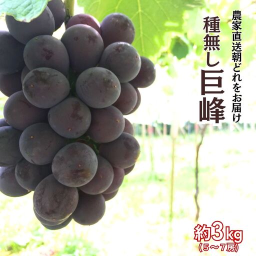 【農家直送（収穫日に発送）】種無し 巨峰 約3kg（5～7房）