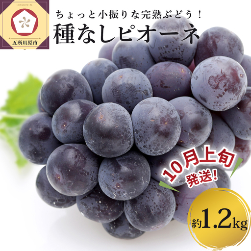 [2026年10月上旬発送] ぶどう ピオーネ 種なし 1.2kg程度 (小振り・2房)