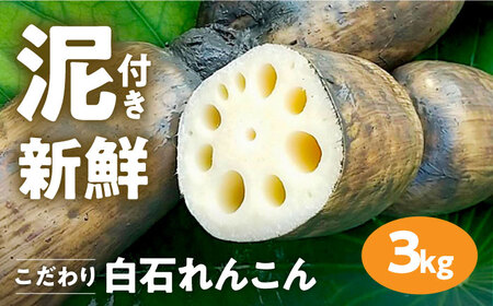 先行予約 2026年8月～発送 泥付きれんこん3kg / れんこん [IAW006]