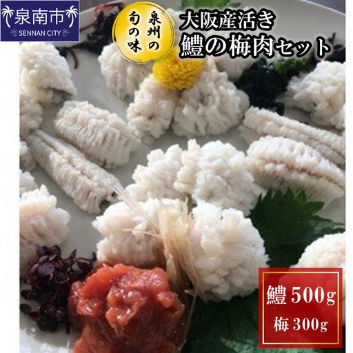 【泉州の旬の味】大阪産活き鱧の梅肉セット 活き鱧 梅 梅肉 魚 魚介 海産物 新鮮 骨切 湯引き 天ぷら ふるさと納税 人気【配送不可地域：北海道・沖縄・離島】【015D-021】