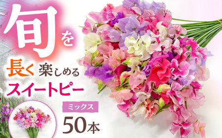 【先行予約 2026年12月～発送】スイートピー 花束 50本（ミックス） / 生花 [IBW001]
