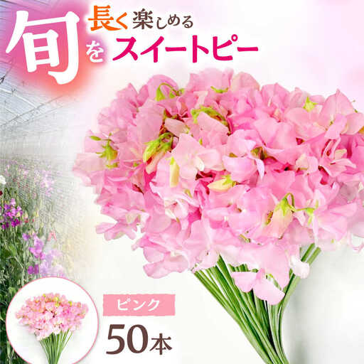 [先行予約 2026年12月〜発送]スイートピー 花束 50本(ピンク) / 生花 