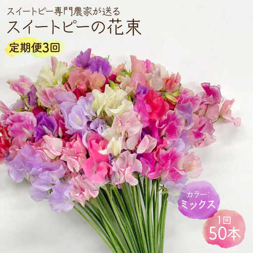 [先行予約 2027年1月〜発送] [3回定期便]スイートピー 花束 50本(ミックス) / 生花 