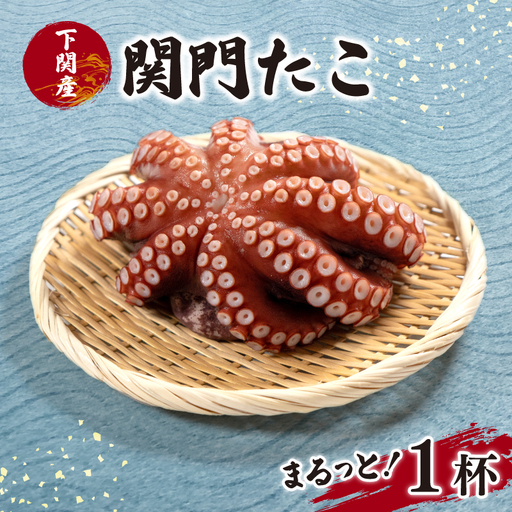 丸ごと関門たこ 1杯 瞬間冷凍まだこ (1kg以上) タコ EY