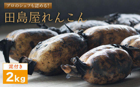 [先行予約 2026年8月〜発送]れんこん(泥付き) 2kg れんこん
