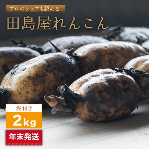【2026年末発送/年内発送】れんこん（泥付き） 2kg れんこん