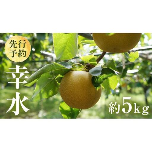 【 2026年8月上旬発送開始 】 茨城県産 梨 幸水 （約 5kg ） 10～14玉 梨 なし 和梨 日本梨 果物 フルーツ 新鮮 旬 期間限定 国産 先行予約