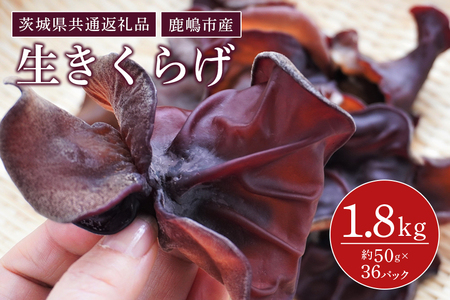 きくらげ 1パック50g×36パック(茨城県共通返礼品・鹿嶋市産) GJ-001