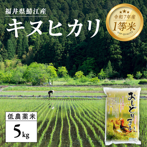 [令和7年産]福井県産 おしどり米 キヌヒカリ 5kg