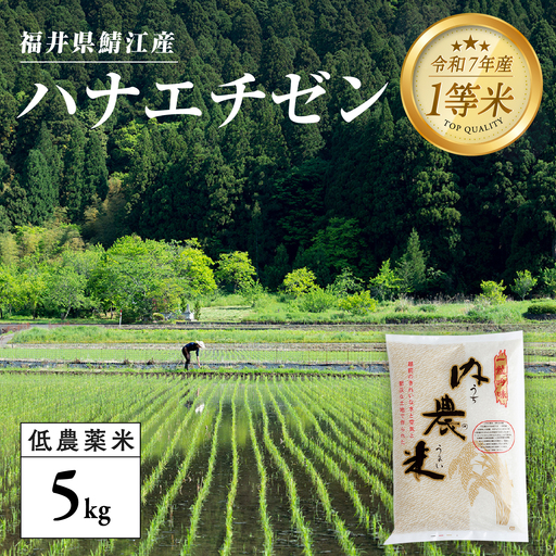 【令和7年産】福井県産 内農米 ハナエチゼン 5kg  白米 精米 