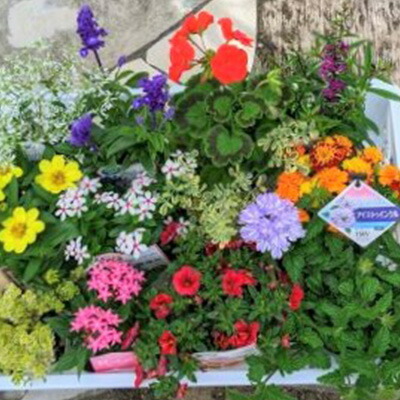 花苗 春 秋 年2回コース フラワー ギフト 季節 お花 ガーデニング 旬