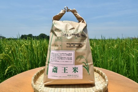 1118 三重県産いのちの壱「斎王米」10kg コメ お米 10キロ 白米 ご飯 伊勢市産 伊勢志摩 精米発送 粘りが強い 甘味 旨味 お弁当 おにぎり 冷めてもおいしい 米粒が大きい 下村農園