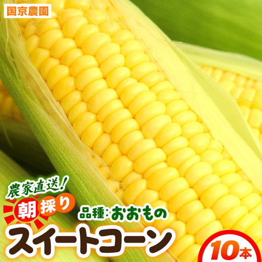 【先行予約】朝採り スイートコーン 黄色 計10本 おおもの ／ ハウス栽培 低農薬 有機肥料 フルーツ並みの甘さ 甘い とうもろこし 野菜 あわら ※2026年10月上旬より順次発送 [aw067-a003]